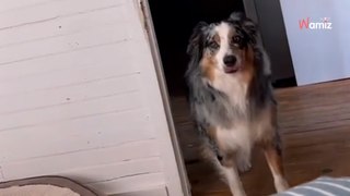 Trop malade pour quitter son lit, elle peut compter sur son chien pour lui apporter quelque chose d'utile (vidéo)