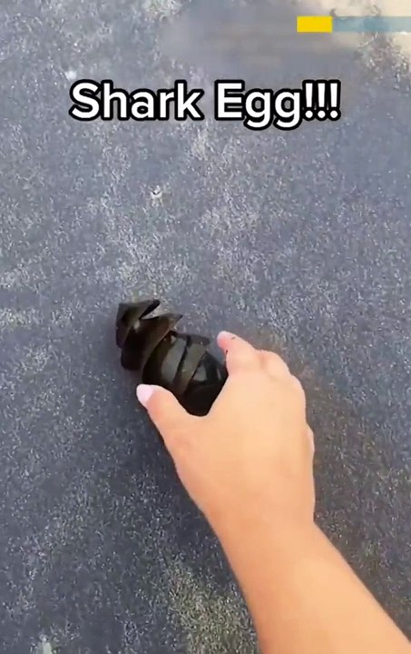Sharks Egg