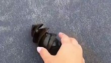 Sharks Egg