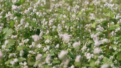[경기] "꽃구경 오세요"...'성남 탄천변 메밀꽃' 만개 / YTN