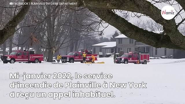 Un Shih Tzu est attiré par des oies : il se retrouve dans une bien mauvaise posture