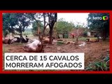Vídeo mostra cavalos mortos que ficaram amarrados durante enchentes no RS