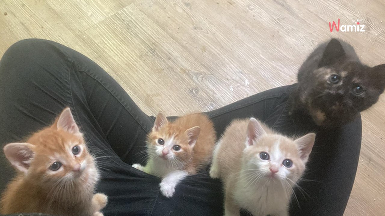 Seine-et-Marne : ils tombent sur une boîte de transport pour chats en plein milieu de la forêt, et elle n'est pas vide