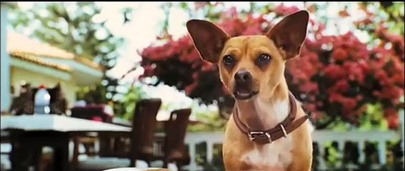 Tải video: Le Chihuahua de Beverly Hills Bande-annonce (EN)