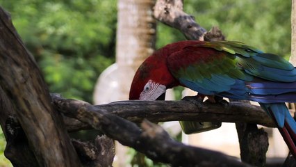 Macaw parrot feeding on a branch