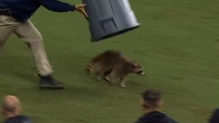 Pitch-invading raccoon captured with bin after interrupting football game