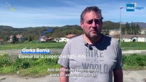 500 vaches au pâturage au Pays basque espagnol