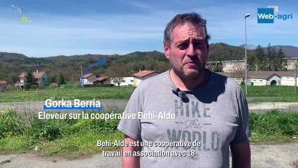 500 vaches au pâturage au Pays basque espagnol
