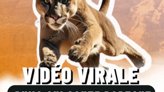 Puma vidéo virale