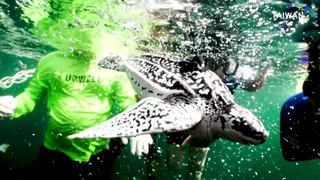 Conservationists Working To Bring Leatherback Turtles Back to Thailand
