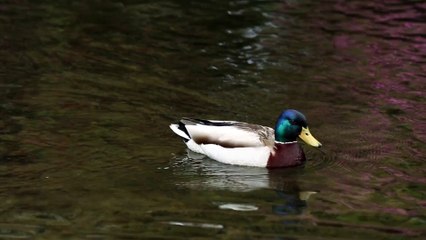 1500734-hd_1920_1080_24fps