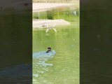 Eagle Steals Ball While Dogs Attempt to Fetch It Out of River