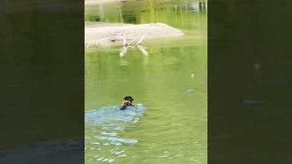 Eagle Steals Ball While Dogs Attempt to Fetch It Out of River