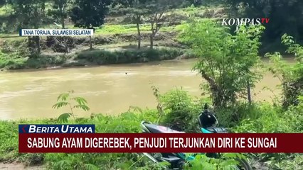 Penjudi Sabung Ayam Kocar-Kacir Hingga Nekat Terjun ke Sungai Saat Digerebek Polisi