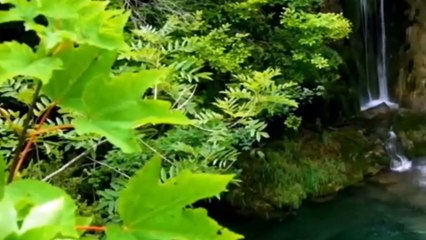 beautiful forest video 4K - ULTRA HD , forest video clip  !! forest view video !!