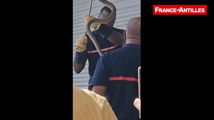 VIDÉO. Un serpent fer de lance capturé à l'aéroport Aimé-Césaire