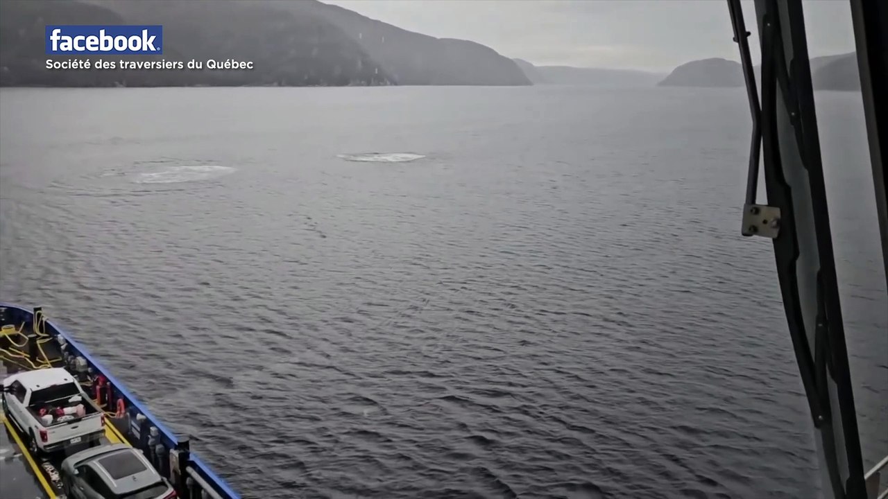 traversier rorqual