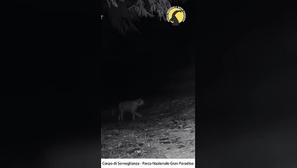 La lince è tornata nel Parco nazionale del Gran Paradiso