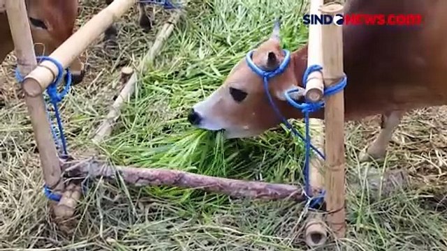 Jelang Idul Adha, 100 Petugas Dikerahkan DPKP Kabupaten Tangerang untuk Cek Kondisi Hewan Kurban