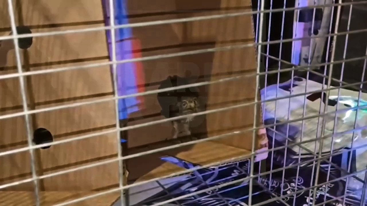 Animalito perdido fue encontrado en el Parque Revolución