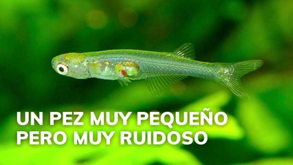Un pez muy pequeño pero muy ruidoso