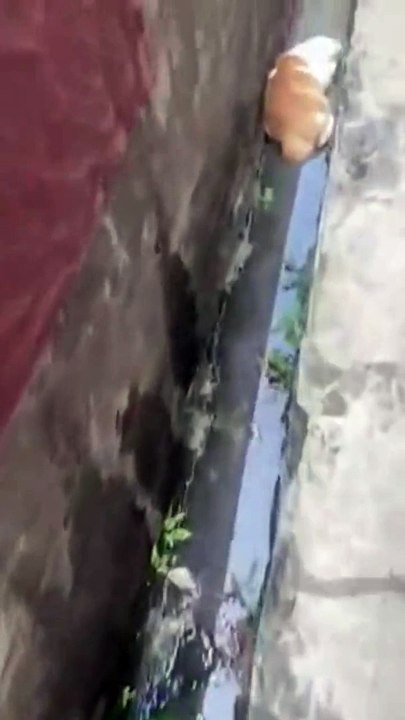 Quand tu croises un chat très très fatigué