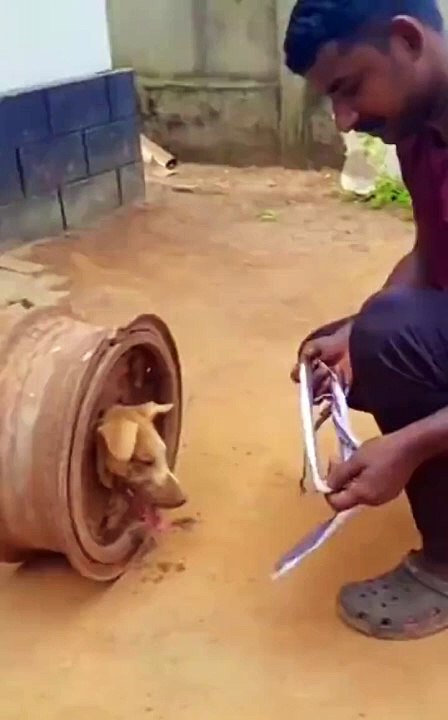 Ce chien s'est retrouvé la tête coincée dans une roue de voiture