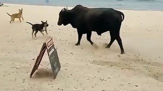 Quand tu croises une vache sur la plage... risqué