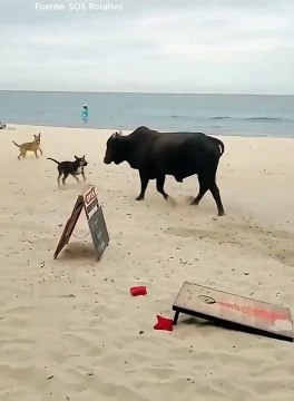 Quand tu croises une vache sur la plage... risqué