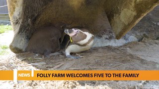 Folly Farm welcomes five new baby penguins