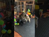 Pug Puppies Playfully Gang Up on Cat