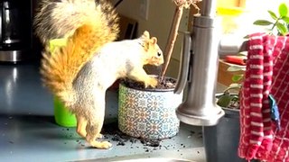 Squirrel Digs in Flower Pot