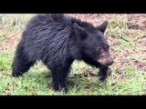 Couple Traps Bear Cub to Rescue Them