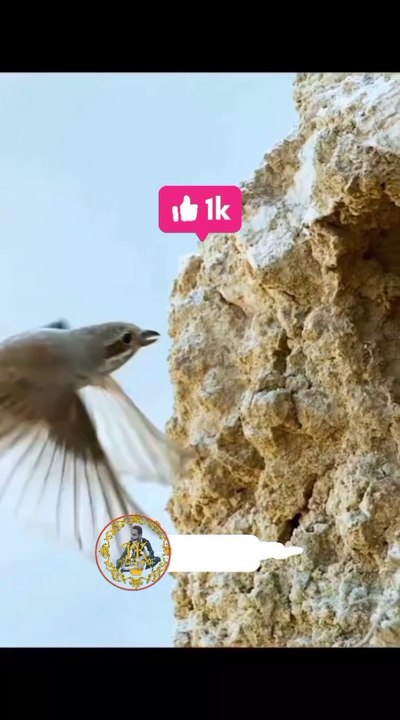 Snake catch the bird