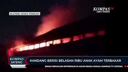 Kandang Berisi Belasan Ribu Anak Ayam Terbakar