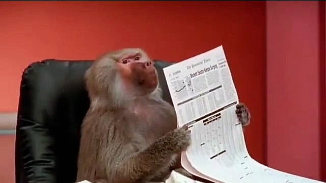 Funny monkey reading newspaper 