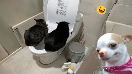 Funny animal videos compilation 2024 -funny cats random - funny dogs video