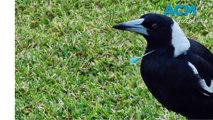 Magpie blow dart