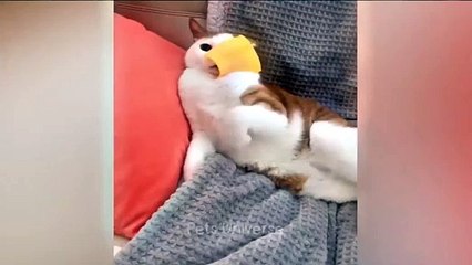 Pets funny videos part 2 | pets | funny videos | cats | dogs #2024