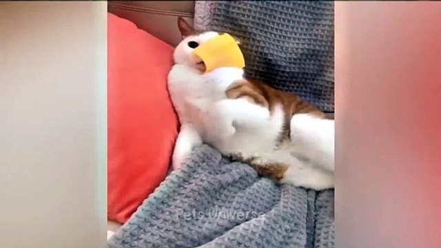 Pets funny videos part 2 | pets | funny videos | cats | dogs #2024