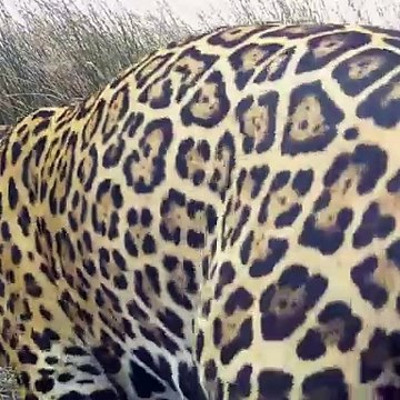 Tres nuevos cachorros de yaguareté