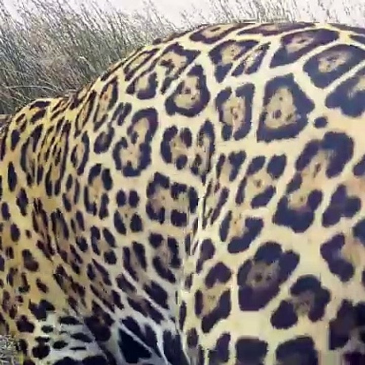 Tres nuevos cachorros de yaguareté