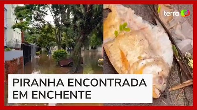 Piranha é encontrada nas ruas em meio às enchentes em Porto Alegre