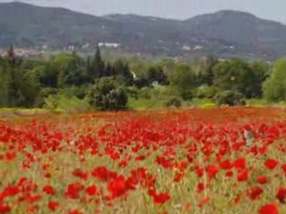 Coquelicots