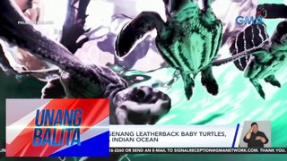 Halos isang dosenang leatherback baby turtles, pinakawalan sa Indian Ocean | UB