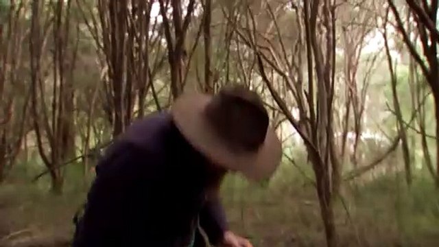 Dog used to sniff out endangered fungi for conservation purposes