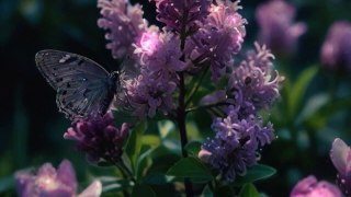 Flower and butterfly03 / Night lofi playlist • Lofi music / Chill beats to relax