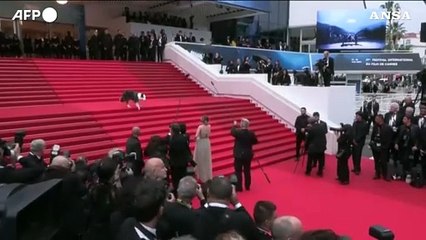 Cannes: sul red carpet anche Messi, il cane di "Anatomia di una caduta"