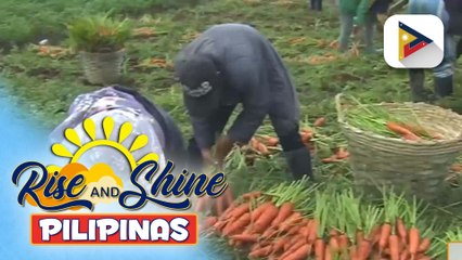 Ani ng mga magsasaka sa Tinoc, Ifugao, nabansot at nabawasan dahil sa kakulangan ng tubig