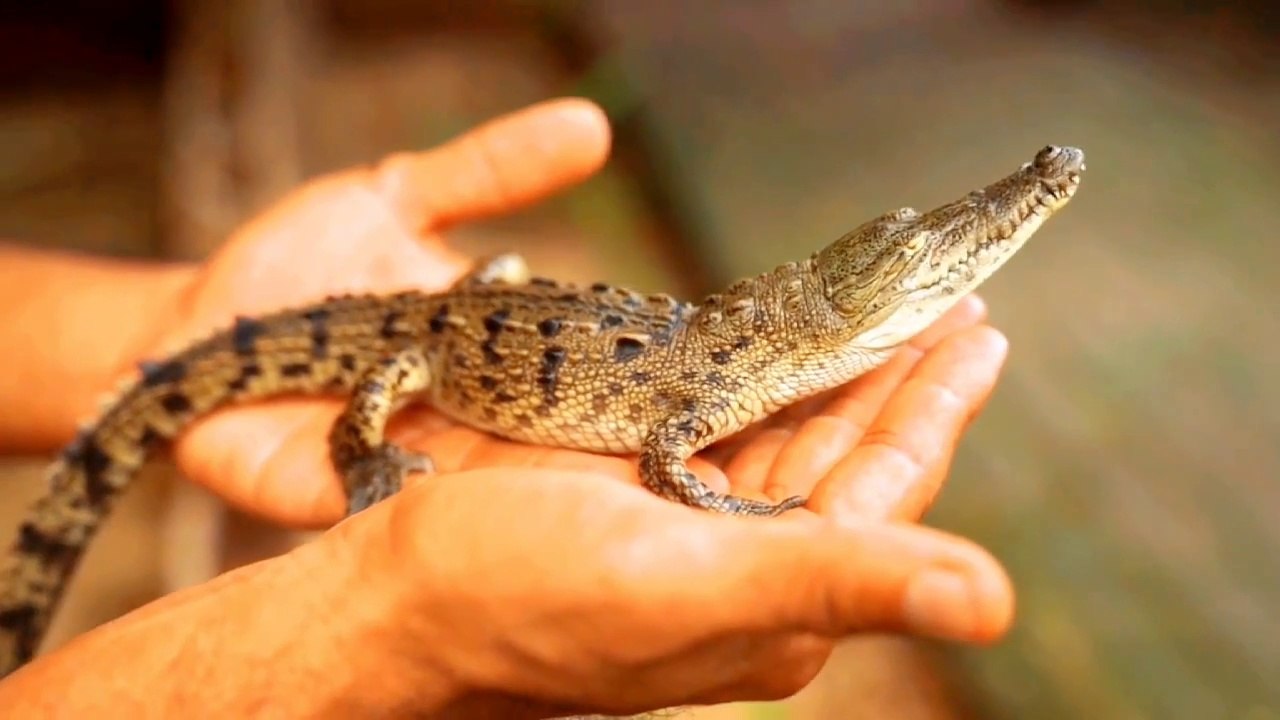 Crocodile Amazing facts